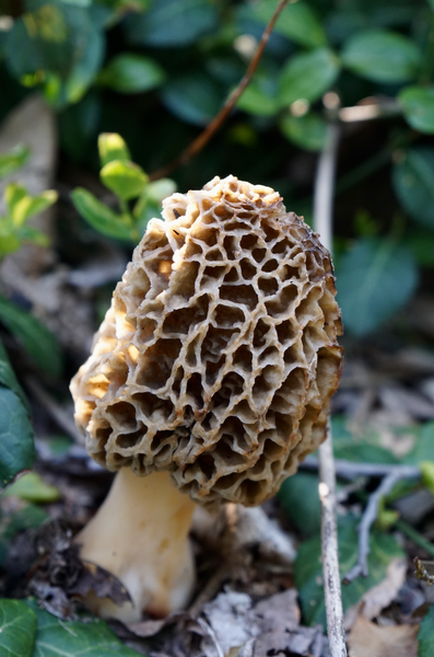 Morel Hunting Season!