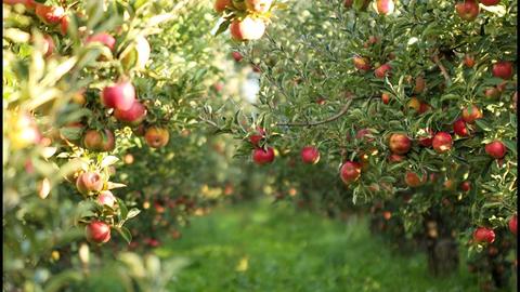 Apple Orchards in the Great Lakes